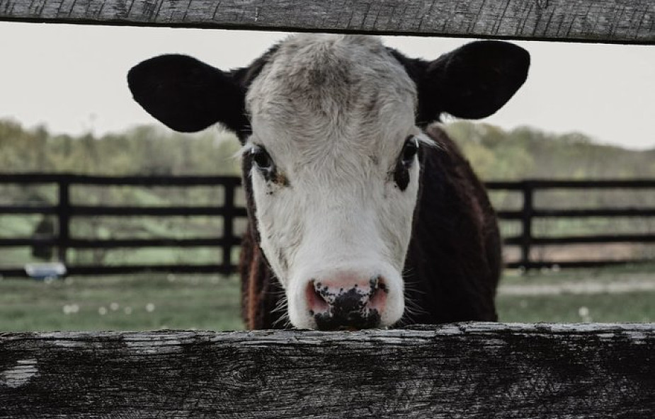 Unia Europejska: mięso z nielegalnego uboju krów w Polsce trafiło do 14 krajów