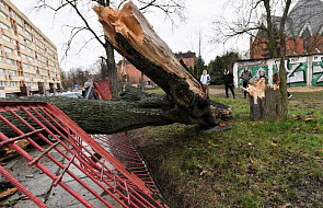 Wielkopolskie: ponad 100 interwencji w regionie z powodu silnego wiatru