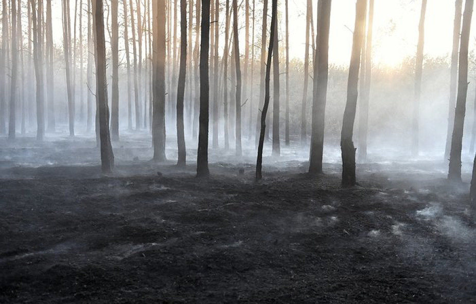 Strażacy: wzrasta zagrożenie pożarowe w lasach; w czwartek - 129 pożarów