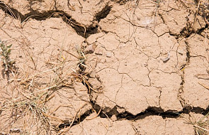 Lubuskie: wojewoda powołał 52 komisje do oszacowania strat spowodowanych przez suszę rolniczą
