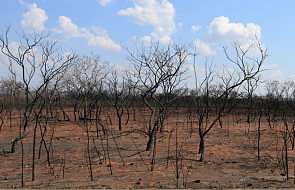Kościół Ameryki Południowej apeluje o podjęcie zdecydowanych kroków w walce z pożarami lasów