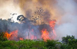 Brazylia częściowo cofa zakaz wypalania terenów pod uprawy