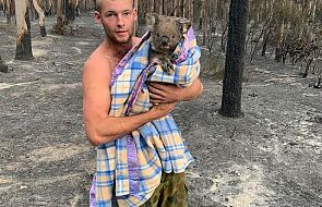 Ryzykował życie, żeby ratować koale przed pewną śmiercią