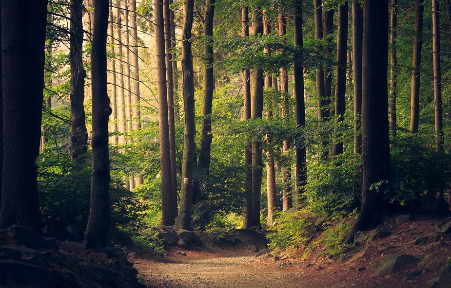 Czy w lasach i parkach musimy nosić maseczki?