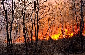 Strażacy: w weekend 1745 pożarów, w tym 244 w lasach; zginęły trzy osoby