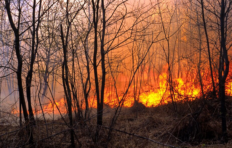 IBL: duże zagrożenie pożarowe w lasach niemal w całym kraju