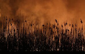 Dyr. Biebrzańskiego Parku Narodowego: w północnej części parku ogień się rozwija