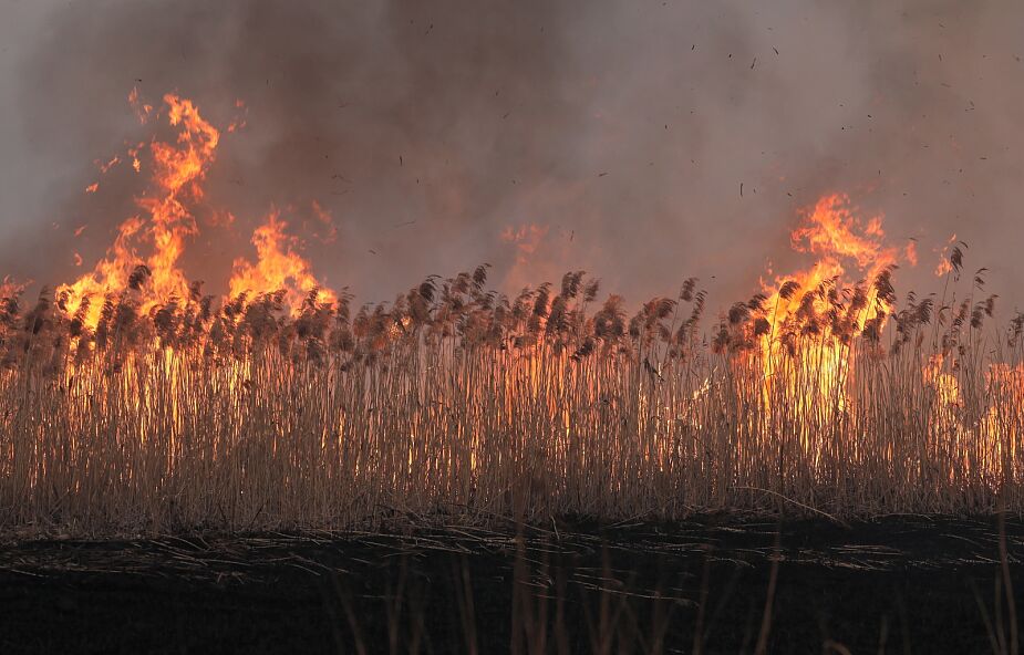 Naukowiec: pożar Biebrzańskiego Parku Narodowego to prawdziwy kataklizm