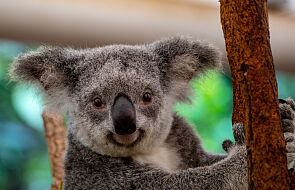 Możliwe, że do 2050 koala wyginie w tej części Australii. Z winy człowieka 