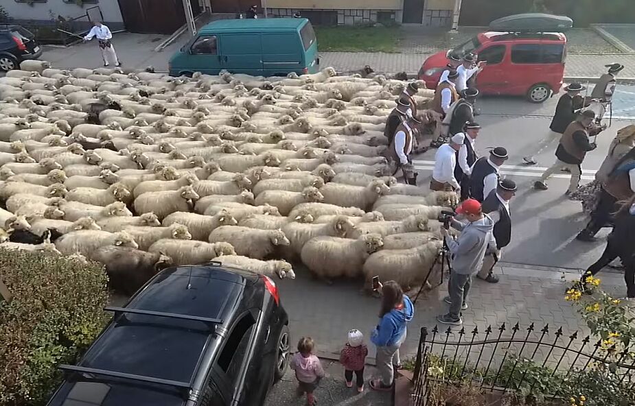 Tysiące owiec schodzą z górskich hal. Zobacz jesienny redyk na filmie i zdjęciach