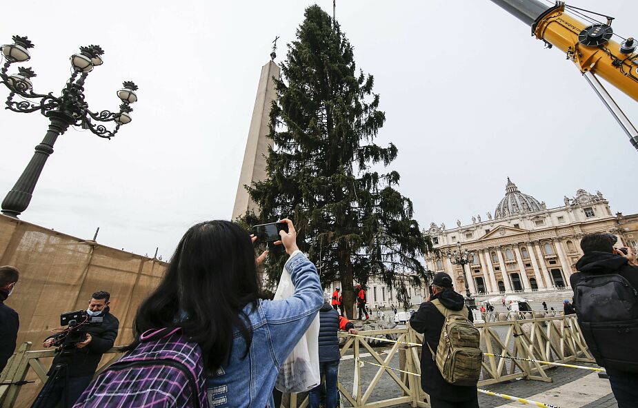 Watykan: na Plac Świętego Piotra dotarła choinka z Trydentu