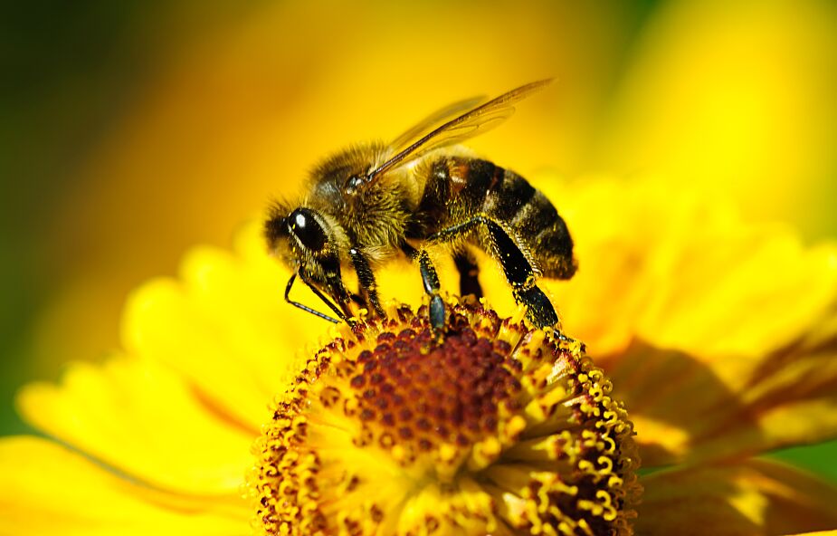 Te pszczoły ewoluowały i stały się mięsożerne. Naukowcy szukają przyczyn