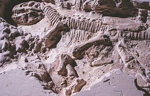 Mazowsze: naukowcy odkryli ślady dinozaurów; wg badaczy może być to największa taka kolekcja tropów w Europie