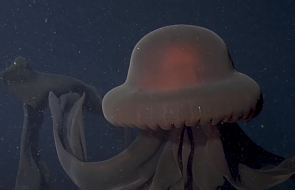 Naukowcy po raz pierwszy nagrali rzadką, ogromną meduzę