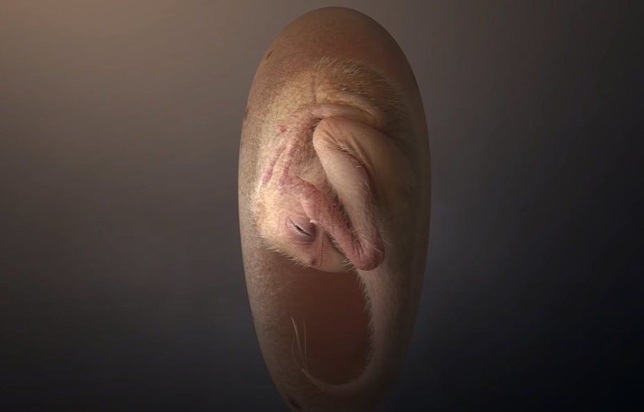 Niezwykłe odkrycie doskonale zachowanego jaja dinozaura z embrionem w środku
