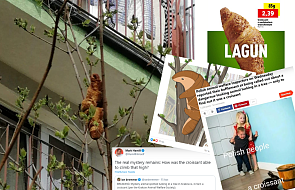 Dlaczego celebryci i media na całym świecie udostępniają zdjęcie rogala, który zawisł na drzewie w Krakowie?