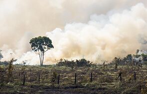 Wykryli sprawców tysięcy pożarów Puszczy Amazońskiej. Zostali zdymisjonowani