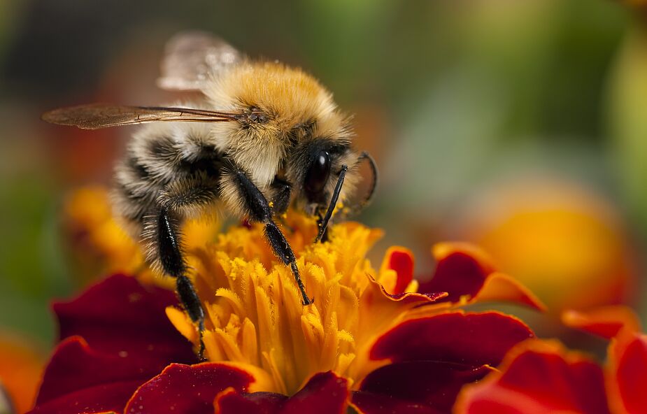 Wyszkolono pszczoły, które potrafią wykryć COVID-19