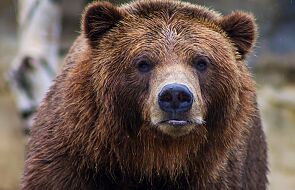 57-latek zabity przez niedźwiedzia. To pierwszy taki przypadek od co najmniej 100 lat