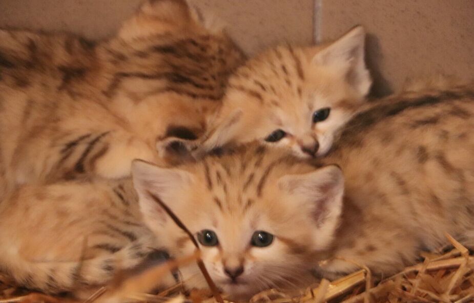 Cztery koty pustynne przyszły na świat w zoo w Gdańsku