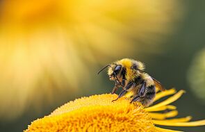 Pszczoły są zagrożone na całym świecie. Europa nie jest wyjątkiem