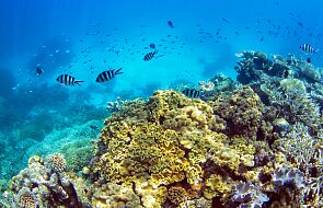 Wielka Rafa Koralowa nie trafi na listę obiektów zagrożonych UNESCO przez lobby Australii