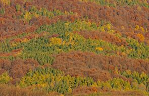 Bieszczady. Lasy bukowe trafiły na listę Światowego Dziedzictwa Przyrodniczego UNESCO