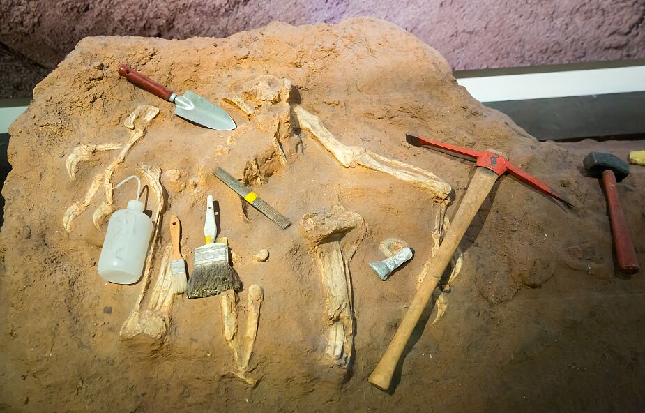 Kości słoni były używane jako narzędzia 400 tys. lat temu