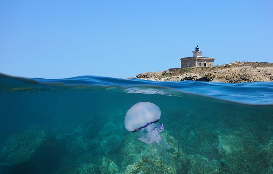 U wybrzeży Hiszpanii pojawiły się gigantyczne meduzy. Wywołały przerażenie i popłoch
