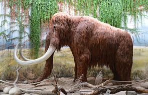 Naukowcy chcą odtworzyć mamuty. Pierwszy może urodzić się za sześć lat