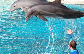 Delfiny uratowały pływaka, który przez prawie 12 godzin dryfował na wodzie