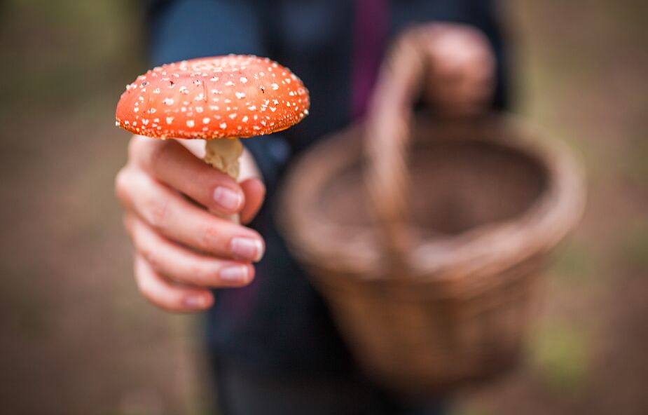 ,,Muchomorowanie”- niebezpieczna moda w Polsce na jedzenie trujących grzybów
