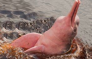 Akcja ratunkowa trwała trzy dni: różowe delfiny zostały odnalezione
