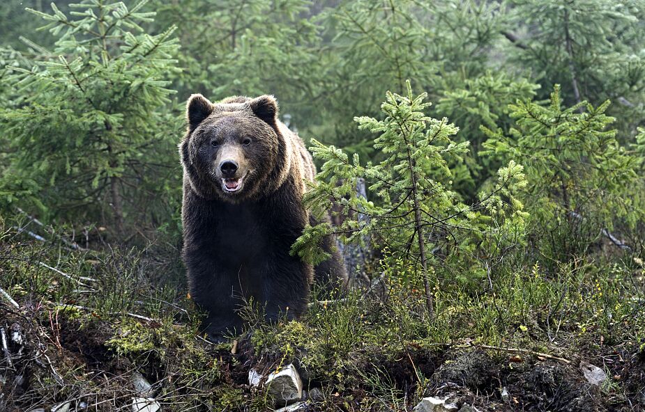 W Bieszczadach niedźwiedź zaatakował leśniczego, zwierzę zadało kilka ciosów w głowę