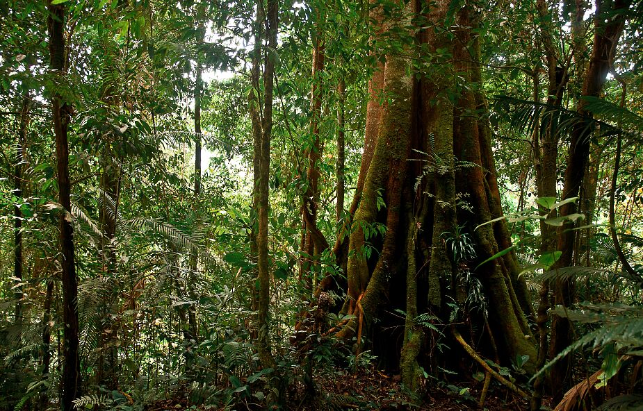 Znaleziono najwyższe drzewo Amazonii: ma 88,5 m wysokości i prawie 10 m w obwodzie