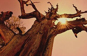 W Kalifornii rośnie najstarsze drzewo świata. Jest starsze od egipskich piramid