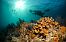UNESCO: Wielka Rafa Koralowa powinna trafić na listę obiektów zagrożonych