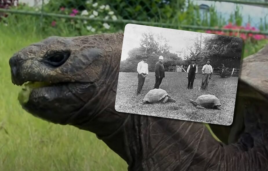 Ten żółw to najstarsze zwierzę na świecie. Pamięta czasy Napoleona Bonapartego