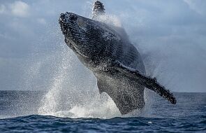 Islandia. W 2024 r. koniec polowań na wieloryby