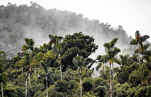 Naukowcy alarmują: Amazonia traci stabilność. Powodem karczowanie i wypalanie lasów