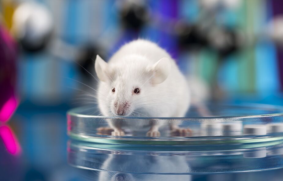 Naukowcy odmłodzili myszy. „Zastosowana technika jest skuteczna i bezpieczna”