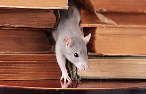 Nowy lek chroni stare myszy przed COVID-19. Może pomóc także starszym osobom