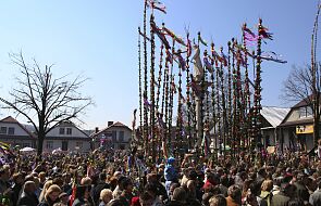 Konkurs palm w Lipnicy Murowanej. Najwyższa ma ponad 25 metrów