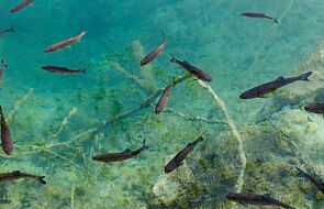 Odtworzenie tras migracyjnych ryb w dopływach Raby za niemal milion złotych