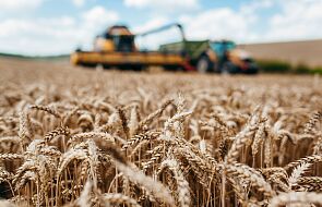 Analitycy: ceny pszenicy w tym roku będą najwyższe od 20 lat