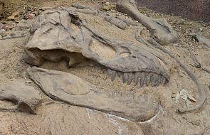 Ten dinozaur mógł być świadkiem zderzenia asteroidy z Ziemią 66 mln lat temu