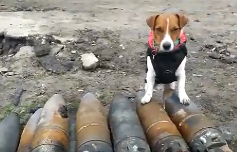 Pies, który został saperem. Pomaga rozminowywać Ukrainę