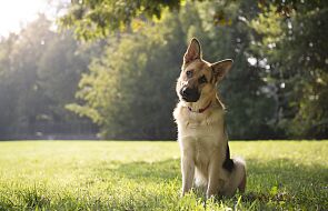 Psy potrafią wykryć koronawirusa węchem, i to z dokładnością do 92 procent!