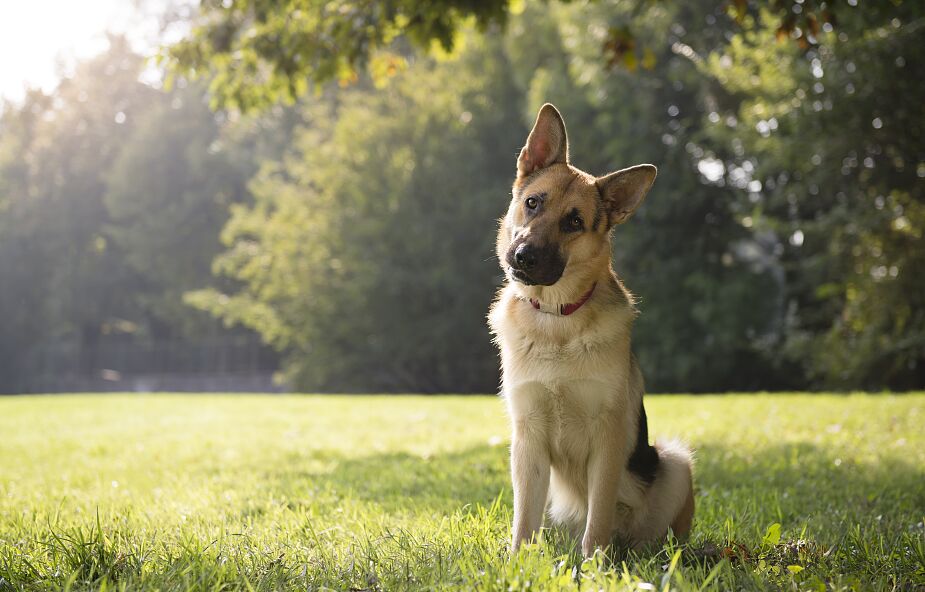 Psy potrafią wykryć koronawirusa węchem, i to z dokładnością do 92 procent!
