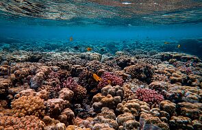 Karaibskie rafy koralowe zagrożone. Mogą zniknąć do końca tego stulecia
